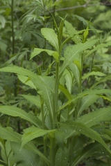 Saussurea neoserrata