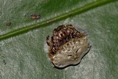 Arkys speechleyi