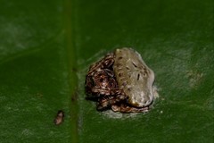 Arkys speechleyi