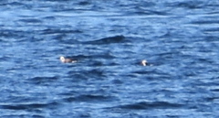 Clangula hyemalis image