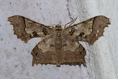 Krananda semihyalina