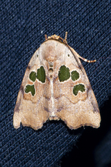 Xenochroa chlorostigma