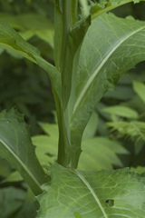 Saussurea neoserrata