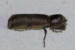 Parabostrychus acuticollis