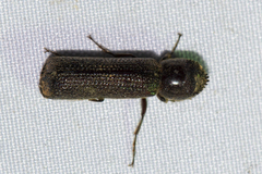 Parabostrychus acuticollis