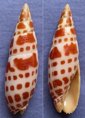 Mitra mitra