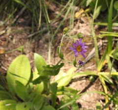 Felicia rosulata