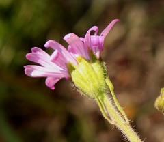 Felicia rosulata