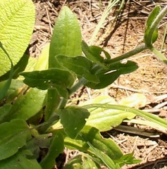 Felicia rosulata