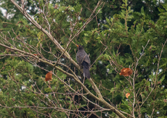 Turdus merula