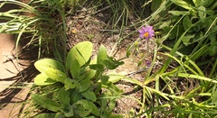 Felicia rosulata