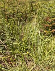 Inulanthera leucoclada