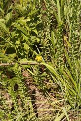 Inulanthera leucoclada