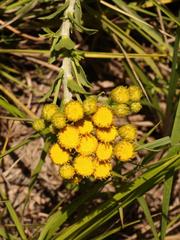 Inulanthera leucoclada