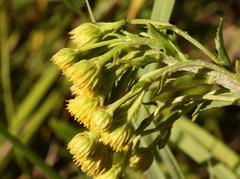 Inulanthera leucoclada