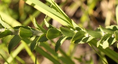 Inulanthera leucoclada