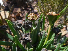 Acrodon subulatus