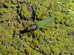 Calliprason sinclairi