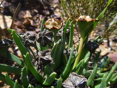 Acrodon subulatus