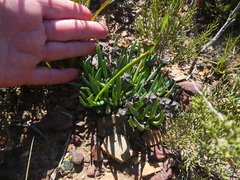 Acrodon subulatus