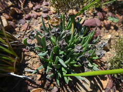 Acrodon subulatus