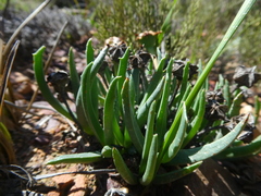 Acrodon subulatus