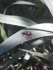 Strongylium decoratum