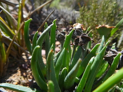 Acrodon subulatus