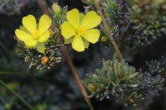 Hibbertia hibbertioides hibbertioides