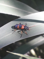Strongylium decoratum