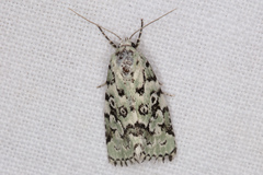 Bryolymnia viridata