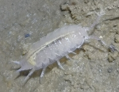 Androniscus dentiger