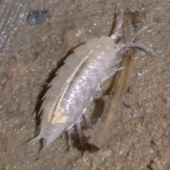 Androniscus dentiger