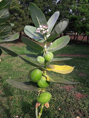 giant milkweed