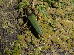 Calliprason sinclairi