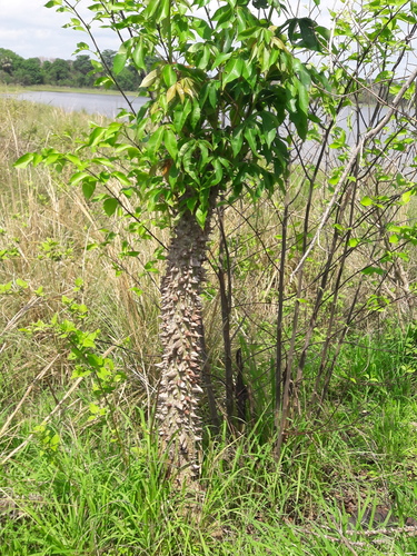 Kapok Tree