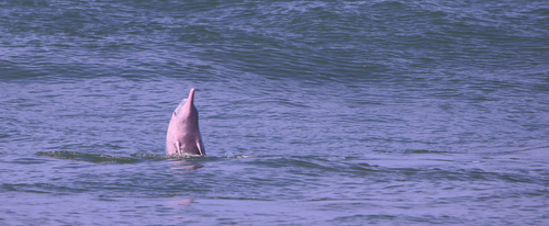 Indian Ocean Humpback Dolphin