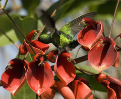 Chlorostilbon lucidus
