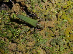 Calliprason sinclairi