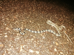 Imantodes gemmistratus luciodorsus