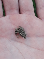 Leptodactylus gracilis