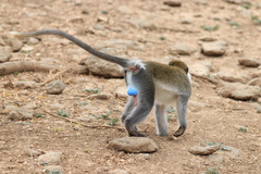 Chlorocebus aethiops