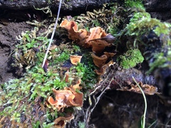 Podoscypha petalodes