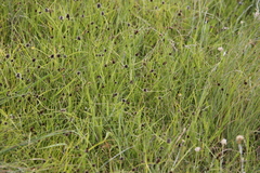 Cyperus teneristolon