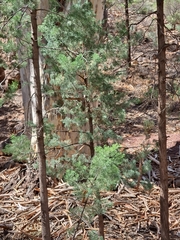 Callitris columellaris