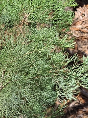 Callitris columellaris