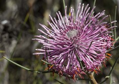 Isopogon divergens
