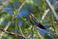 Chlorostilbon lucidus