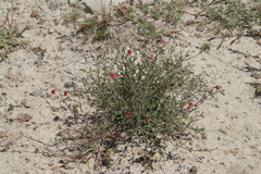 Jamesbrittenia breviflora