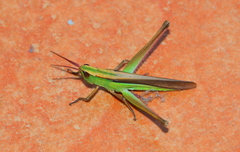 Orthochtha dasycnemis